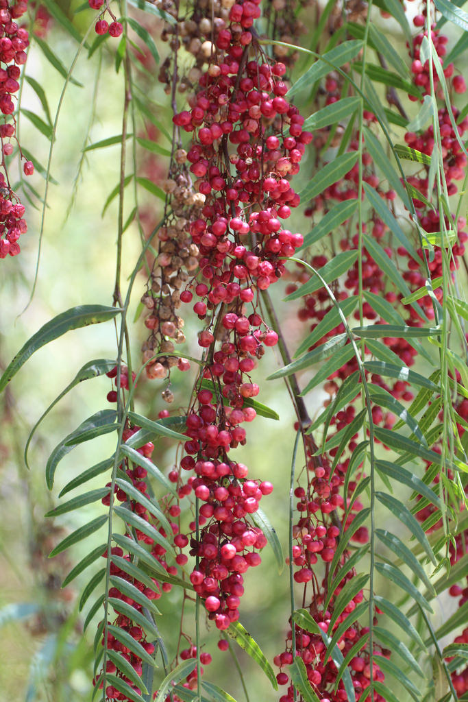 peppertree peppertree