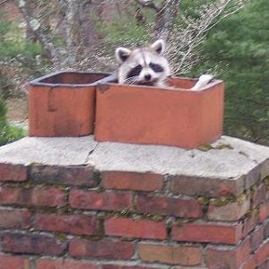 chimneycoon_2 chimneycoon_2